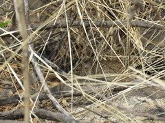 Sigmodon mascotensis