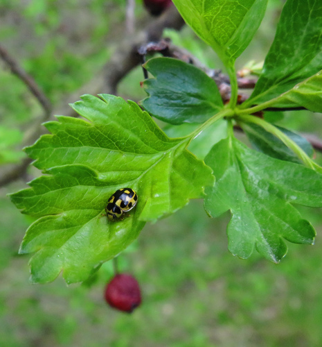Juodasiūlė boružė