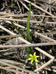 Gagea granulosa