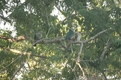 Ducula aenea pusilla