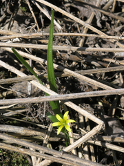 Gagea granulosa