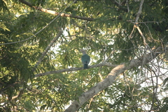 Ducula aenea pusilla