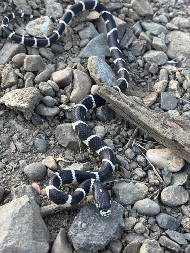 California King Snake