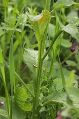 Pucciniastrum symphyti