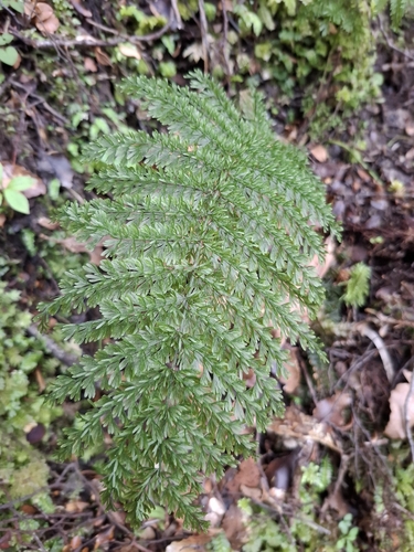 Leptopteris superba, photograph 1