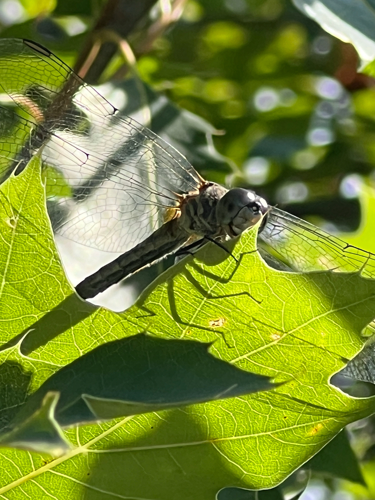 Blue Dasher