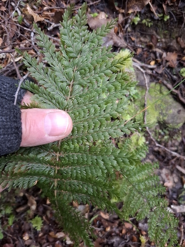 Leptopteris superba, photograph 2