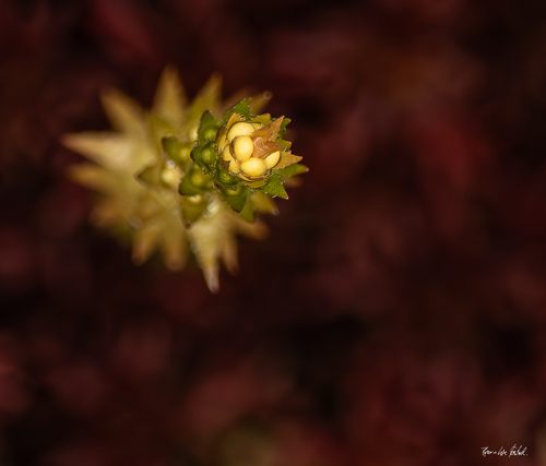 northern spikemoss