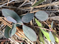 Euphorbia ipecacuanhae