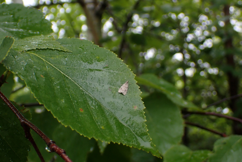 Tortricid Leafroller Moths