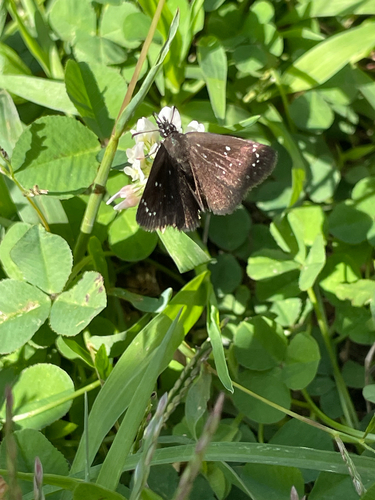 Common Sootywing
