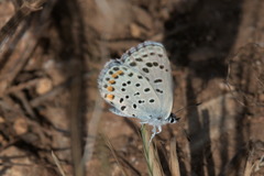 Pseudophilotes vicrama