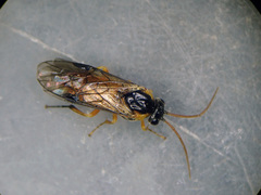 Pristiphora testacea