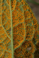 Pucciniastrum symphyti