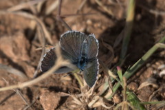 Pseudophilotes vicrama