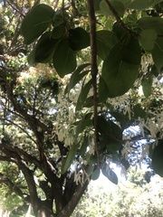 Chionanthus retusus
