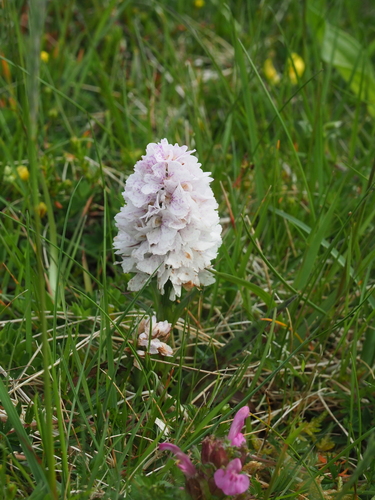 Dactylorhiza maculata, photograph 3