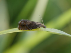 Dichrorampha plumbana