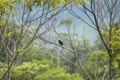 Icterus cayanensis chrysocephalus