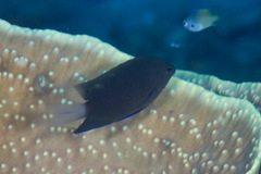 Pomacentrus burroughi