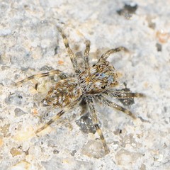 Hakka himeshimensis