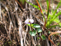 Viola abyssinica