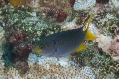 Neopomacentrus nemurus