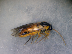 Pristiphora testacea