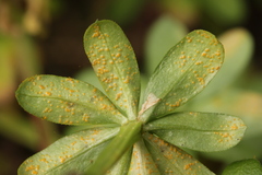 Pucciniastrum guttatum