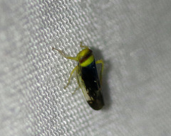 Colladonus montanus reductus