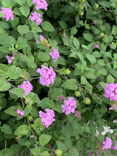 creeping lantana
