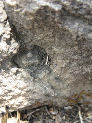 Oxyopes tridens