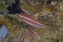 Oxycheilinus orientalis