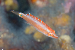 Oxycheilinus orientalis