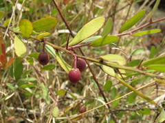 Ximenia parviflora