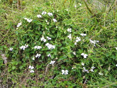 Viola abyssinica