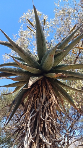 mountain aloe