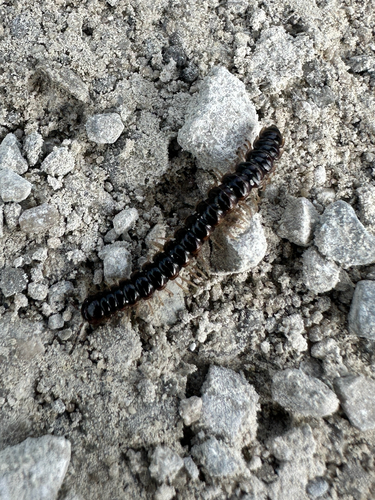 Greenhouse Millipede