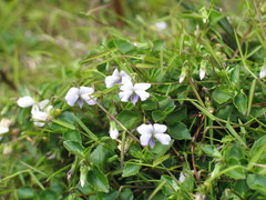 Viola abyssinica