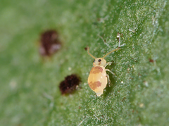 Deuterosminthurus bicinctus