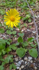 Doronicum columnae