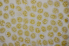 Pucciniastrum guttatum