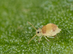 Deuterosminthurus bicinctus