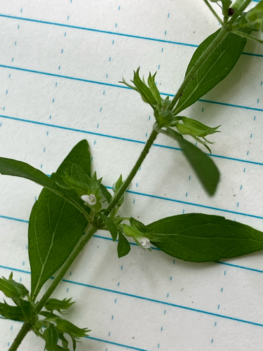 Hedeoma pulegioides, photograph 5