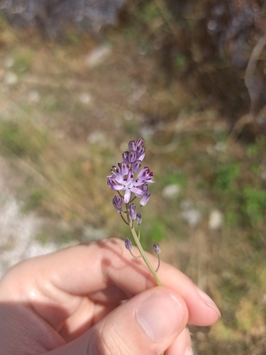 Autumn Squill