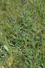 Anchusa officinalis