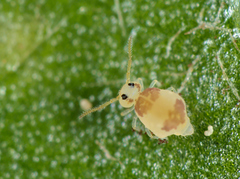 Deuterosminthurus bicinctus