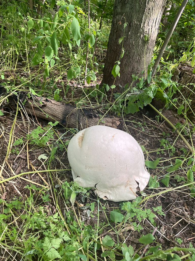 giant puffball · August 2026 · photo: Photo: no rights reserved · iNaturalist