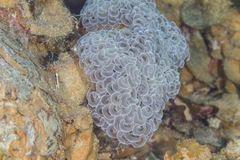 Fimbriaphyllia ancora