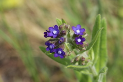 Anchusa officinalis